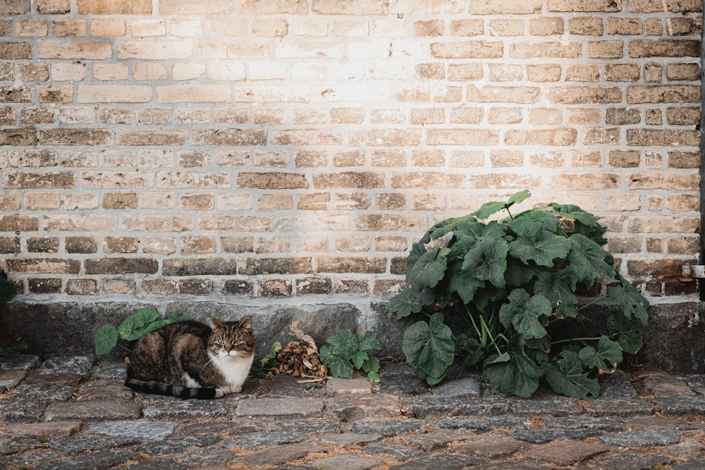 brown and white cat lying on ground beside green plant