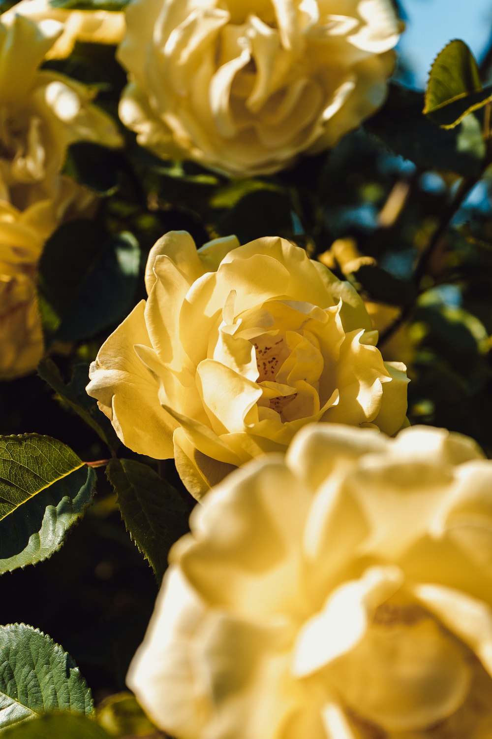 yellow rose in bloom during daytime