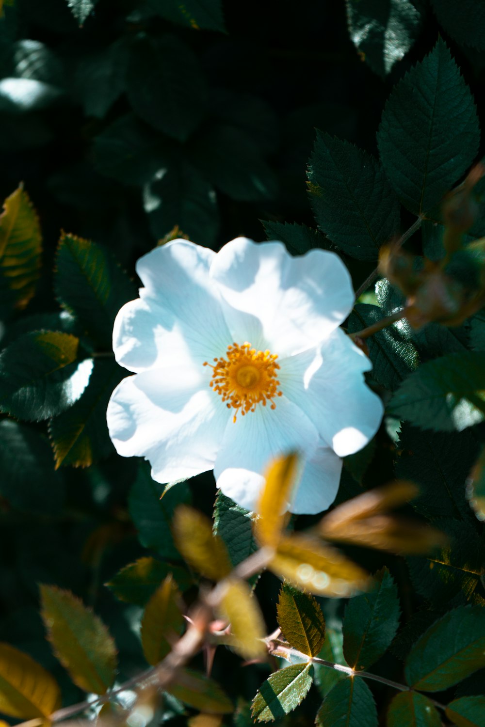 white flower in tilt shift lens