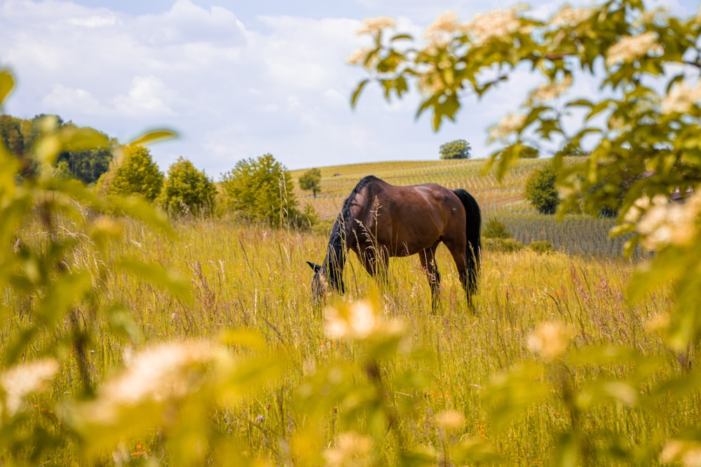 brown horse eating grass during daytime