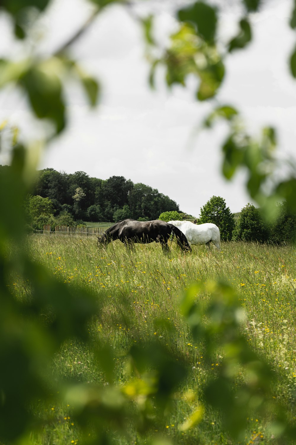 black and white horse on green grass field during daytime