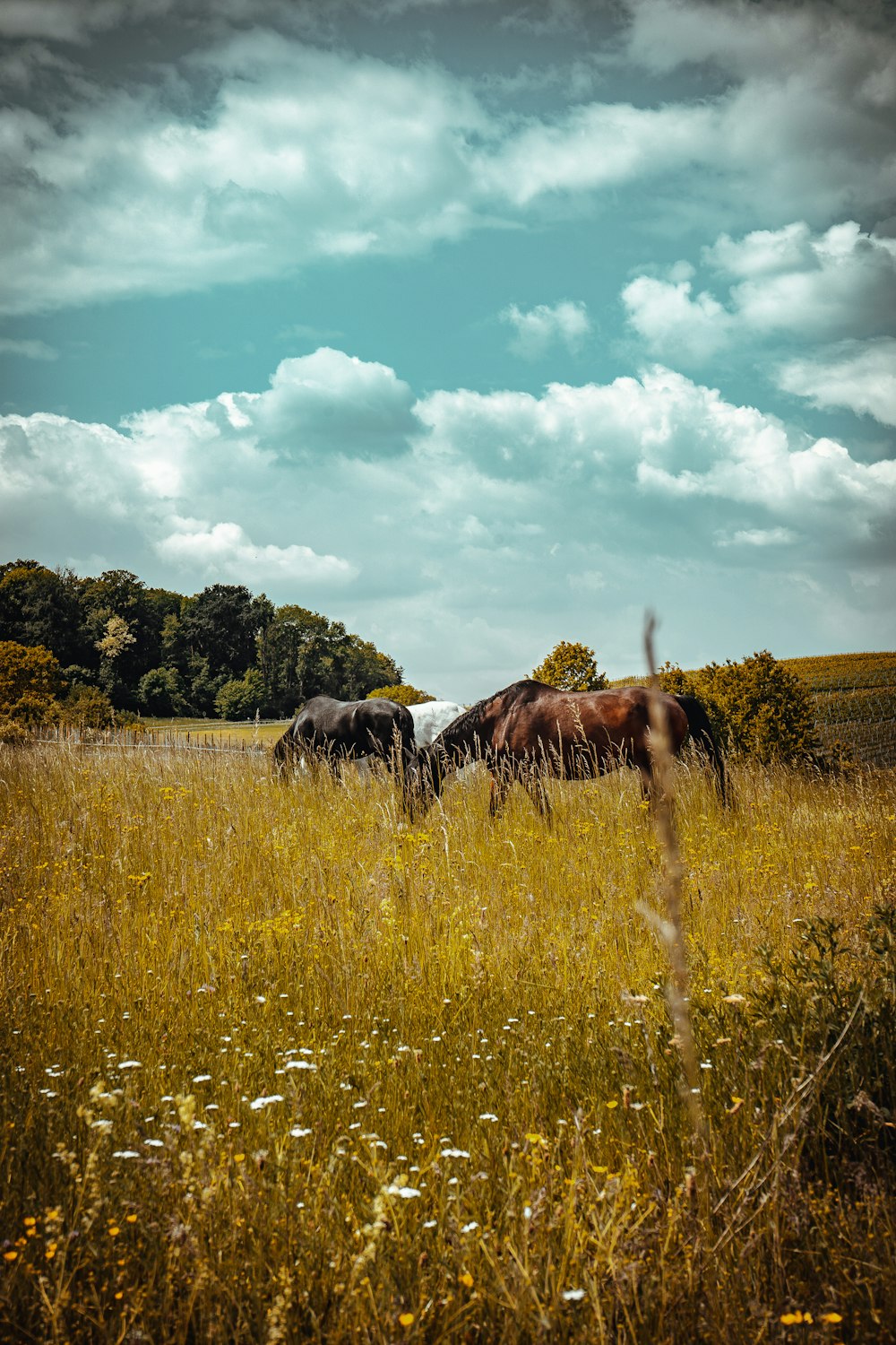 brown and black horses on green grass field under blue and white cloudy sky during daytime