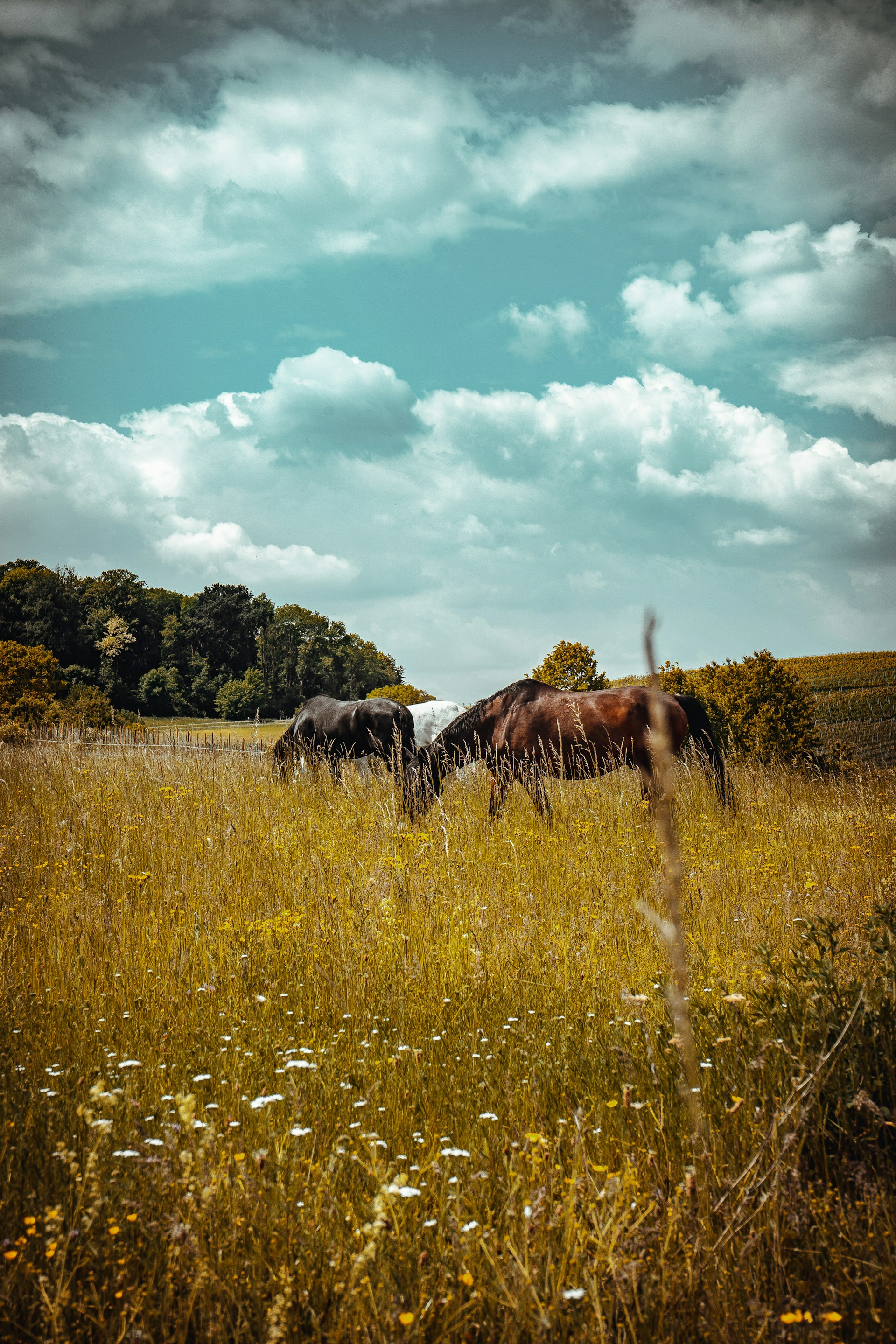 brown and black horses on green grass field under blue and white cloudy sky during daytime