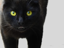 Close-up of a black cat logo with a reddish-pink bonnet on a two-tone yellow background.