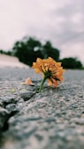 orange flower on gray concrete floor