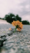 orange flower on gray concrete floor