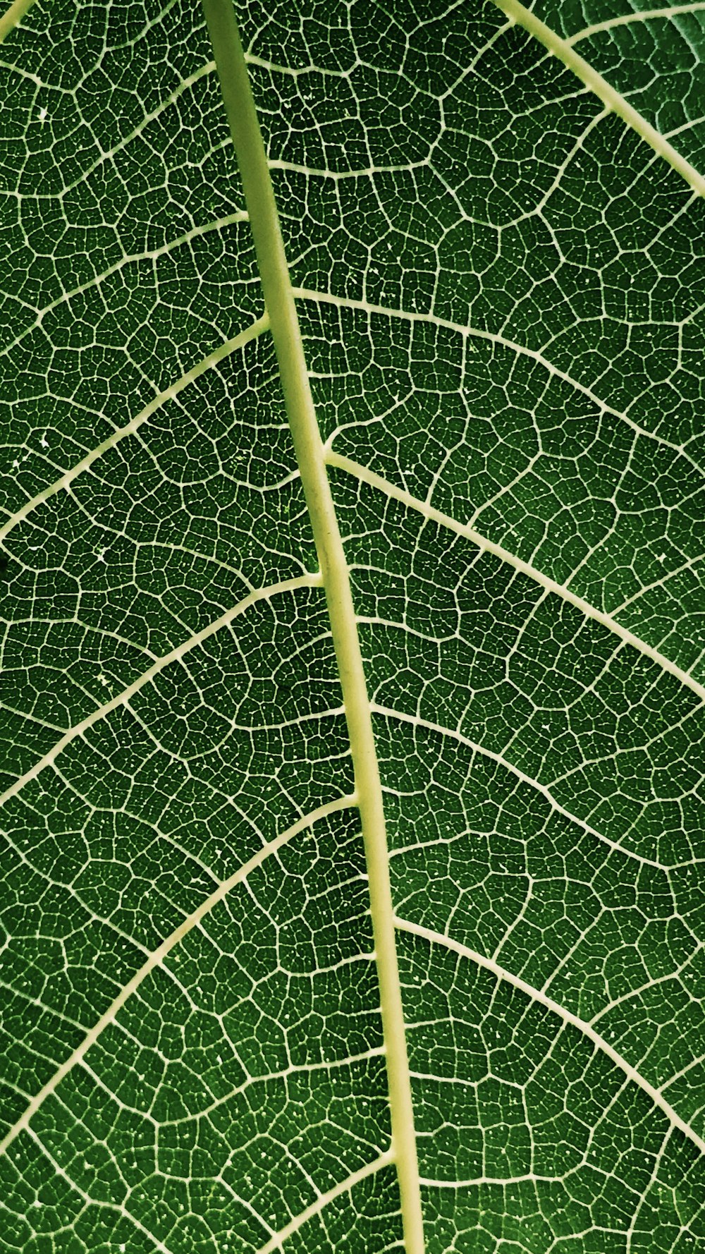 goccioline d'acqua su foglia verde