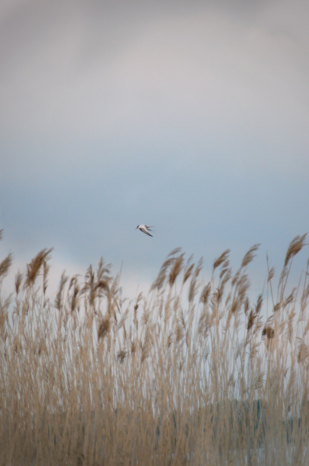 white bird flying over brown grass during daytime