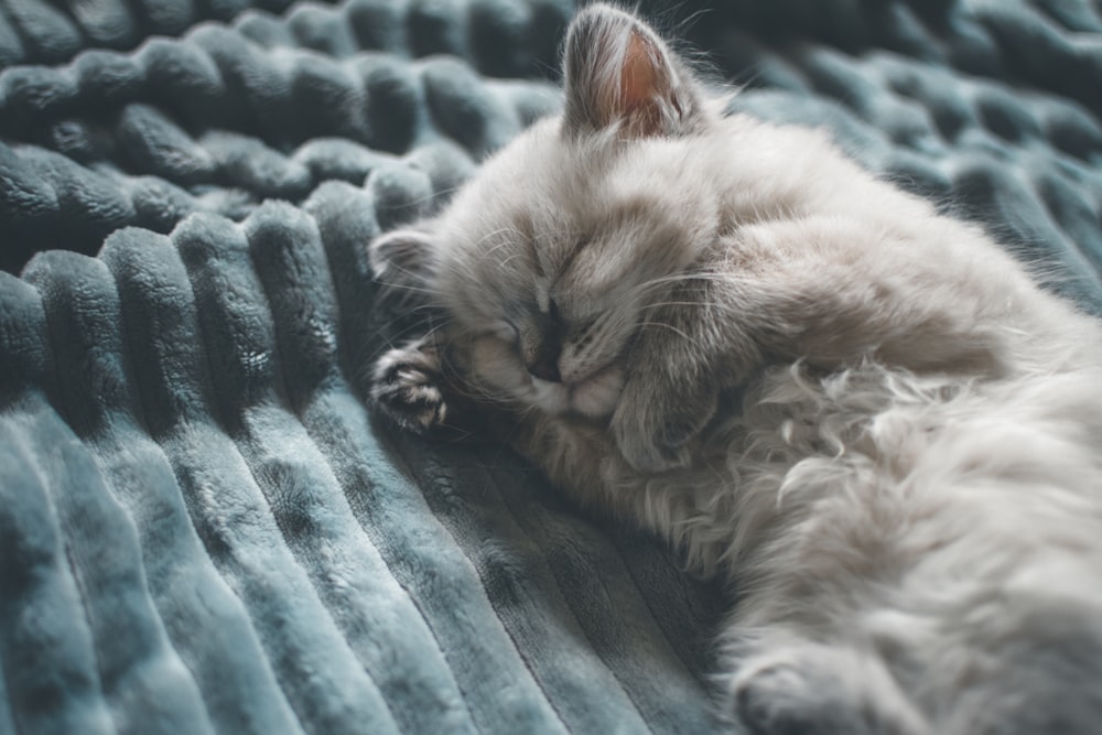 brown long fur cat lying on black and white striped textile