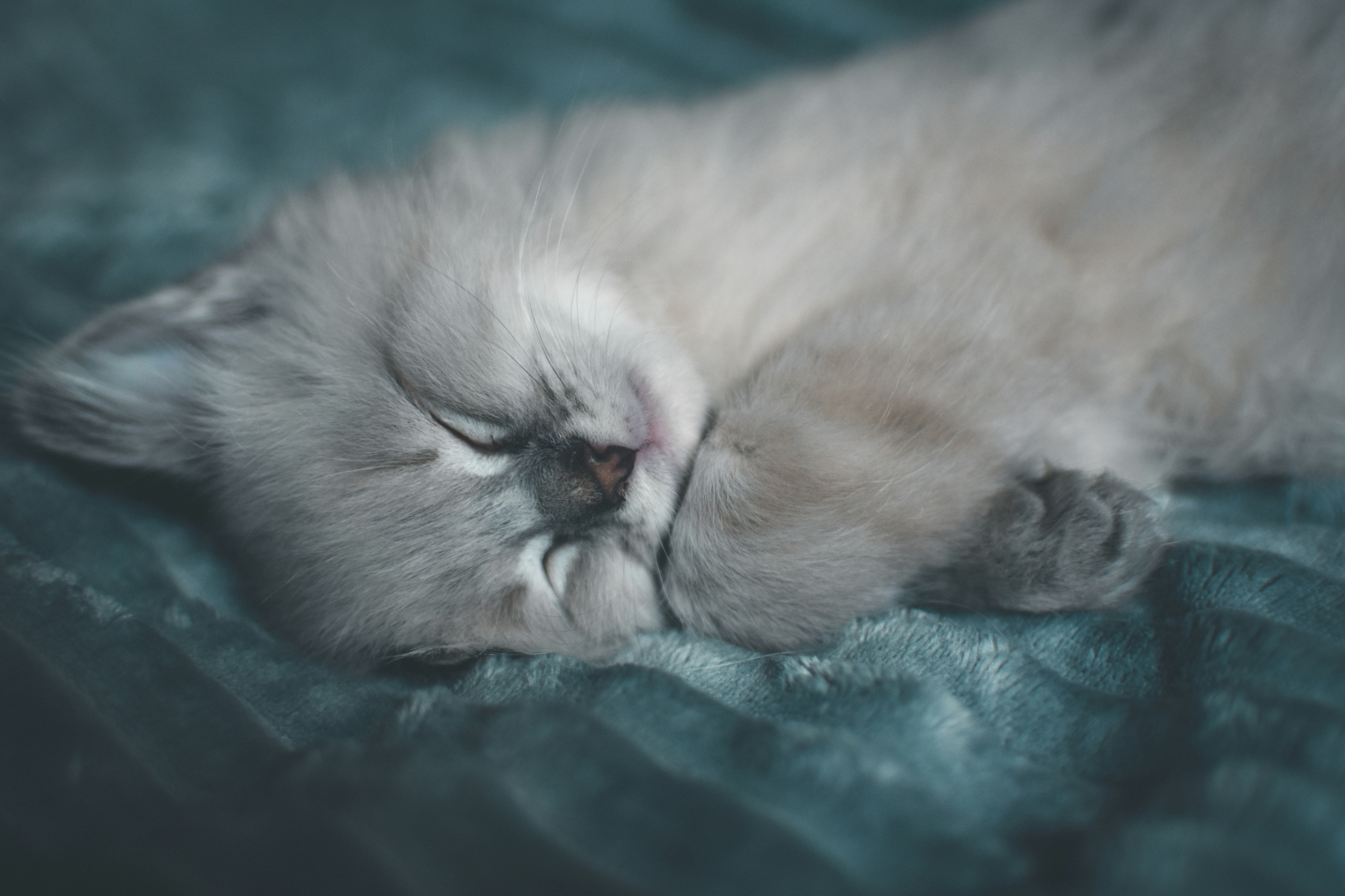 white persian cat lying on green textile
