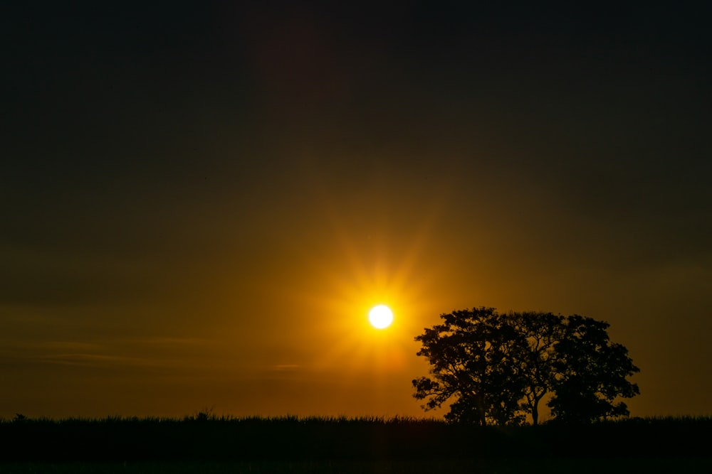 sun setting over the trees