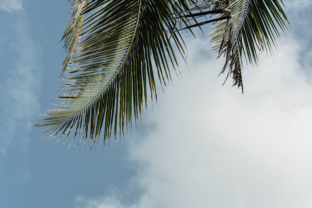 green palm tree under white clouds and blue sky during daytime