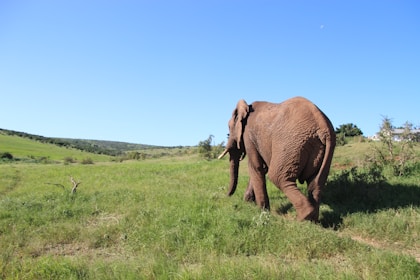 brown elephant roaming in a Transfrontier park