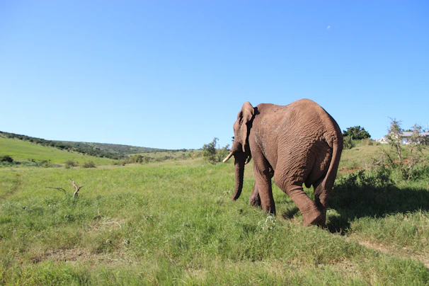 Wild elephants roaming freely in Yala National Park under a bright blue sky.