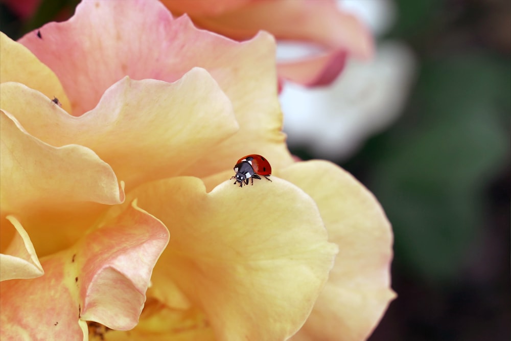 Roter Marienkäfer sitzt tagsüber auf gelber und rosa Blume in Nahaufnahmen