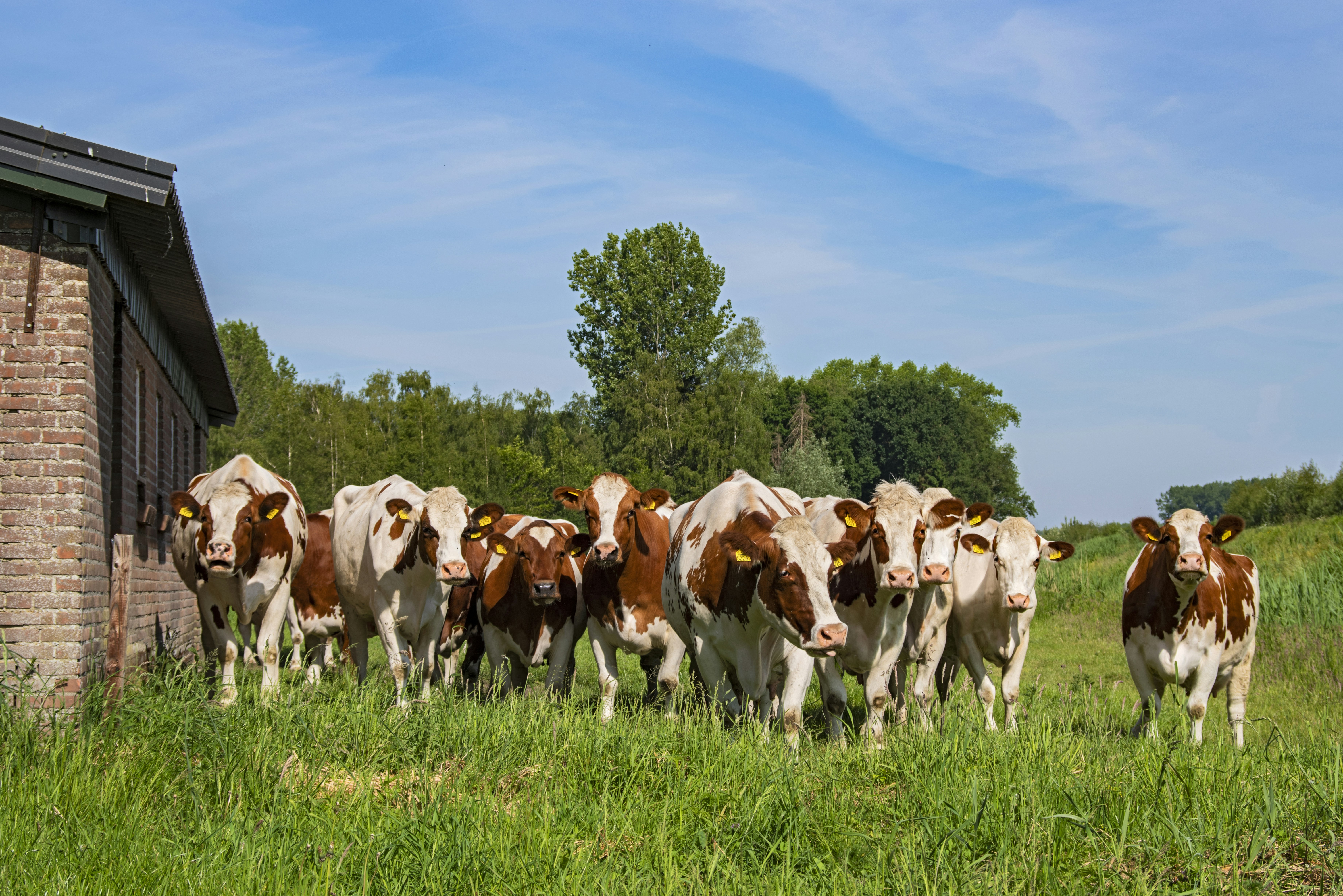 Rare Earth Farms – Organic Beef and Veal Farms in Zebulon, Wake County and Bunn, Franklin County, NC