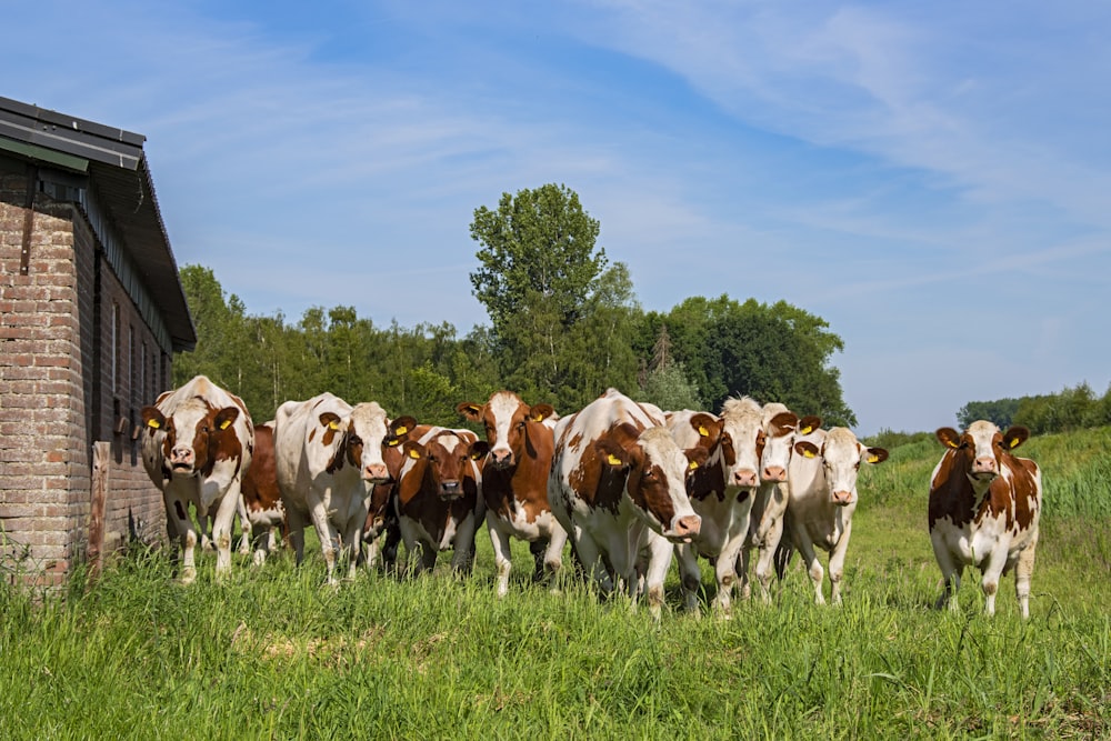 white and brown cow on green grass field during daytime