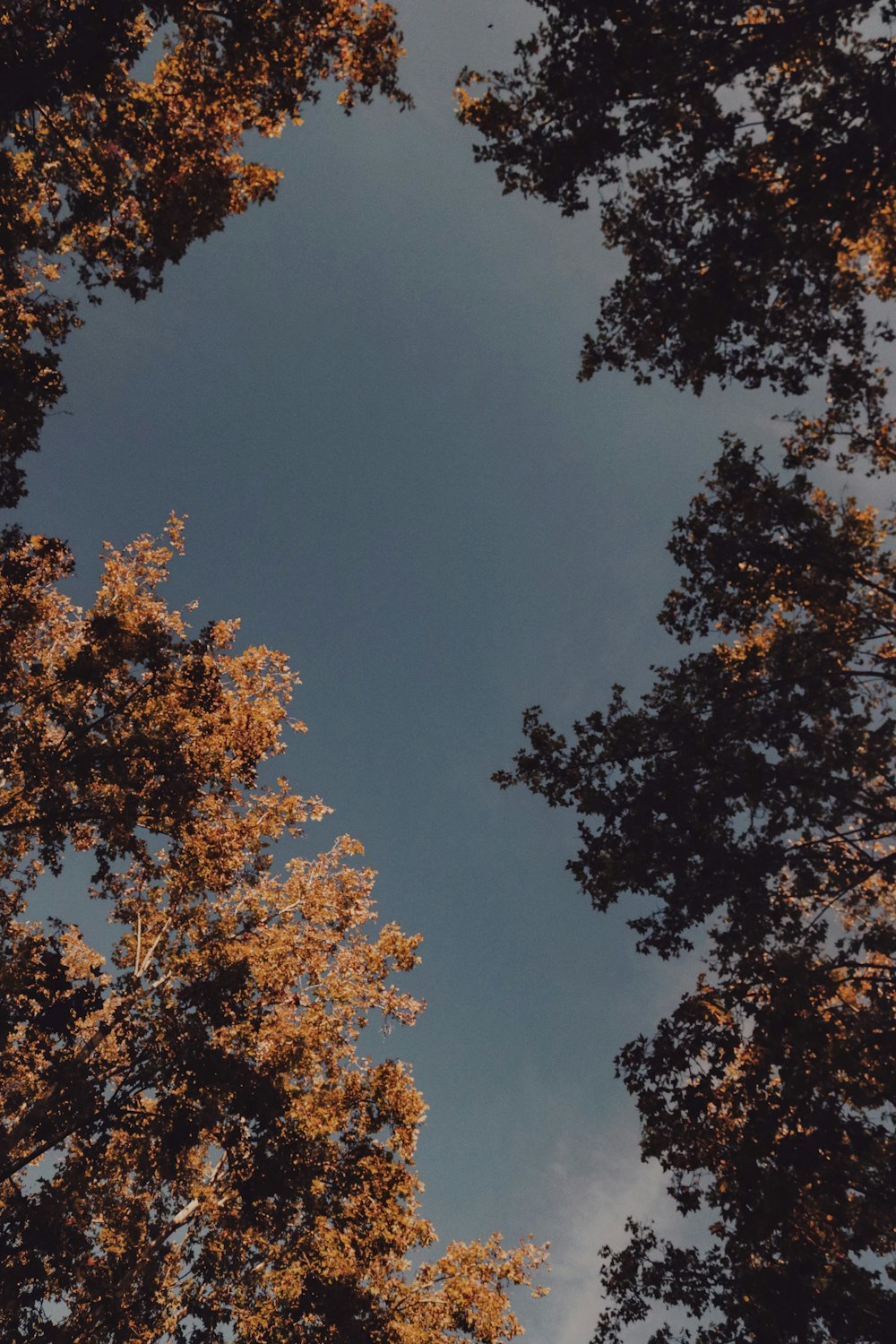 albero verde e marrone sotto il cielo blu durante il giorno