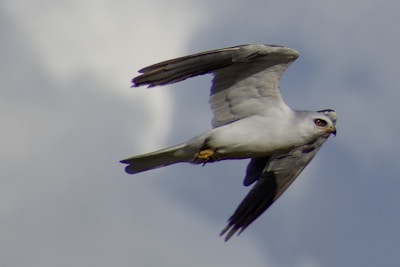 Close-up of a bird mid-flight, feathers ruffled by the wind, eyes focused ahead.