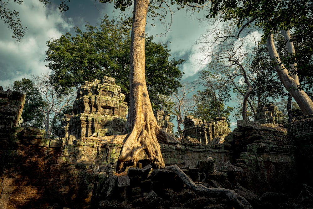 brown tree trunk on brown rock formation during daytime