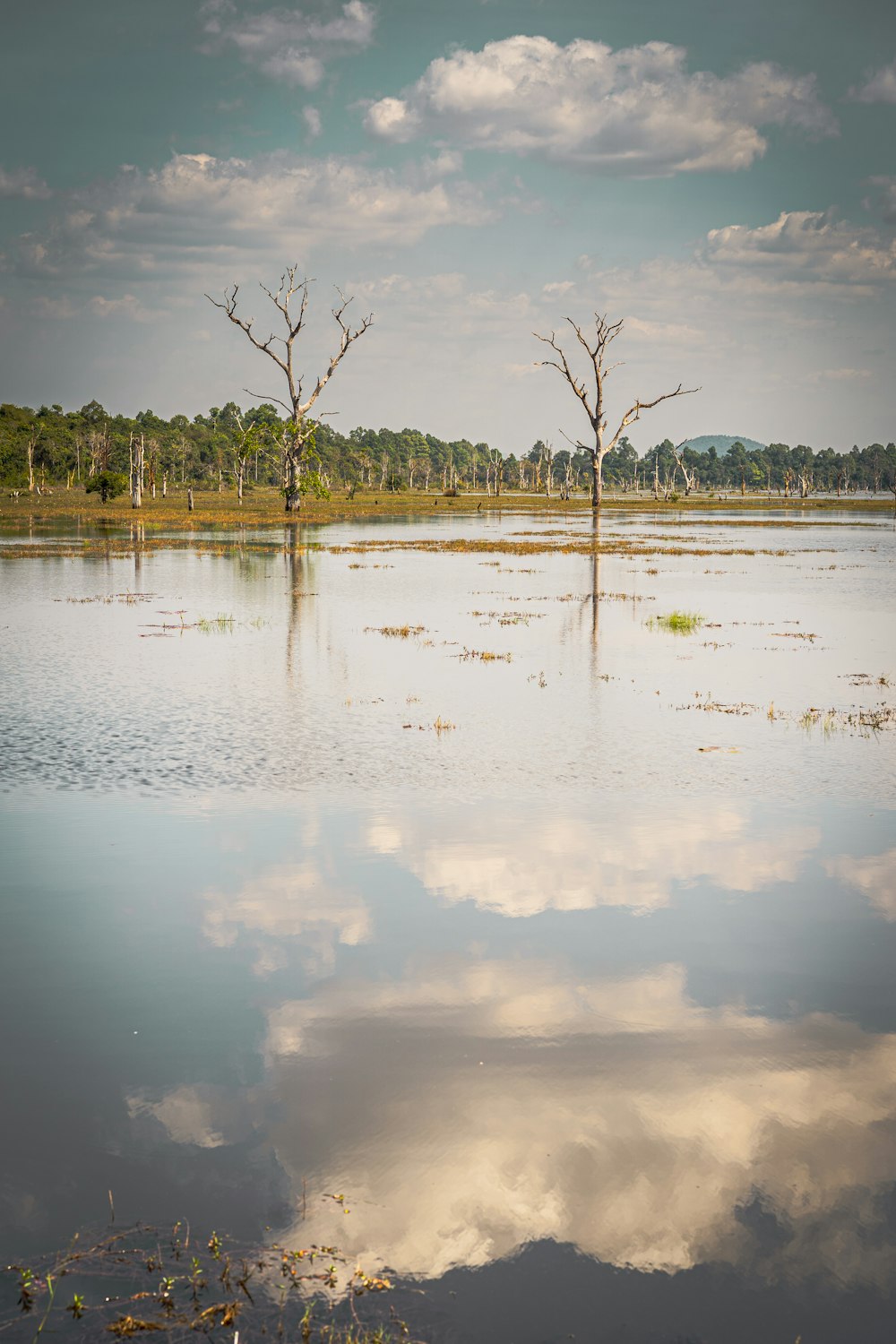 green trees near body of water during daytime