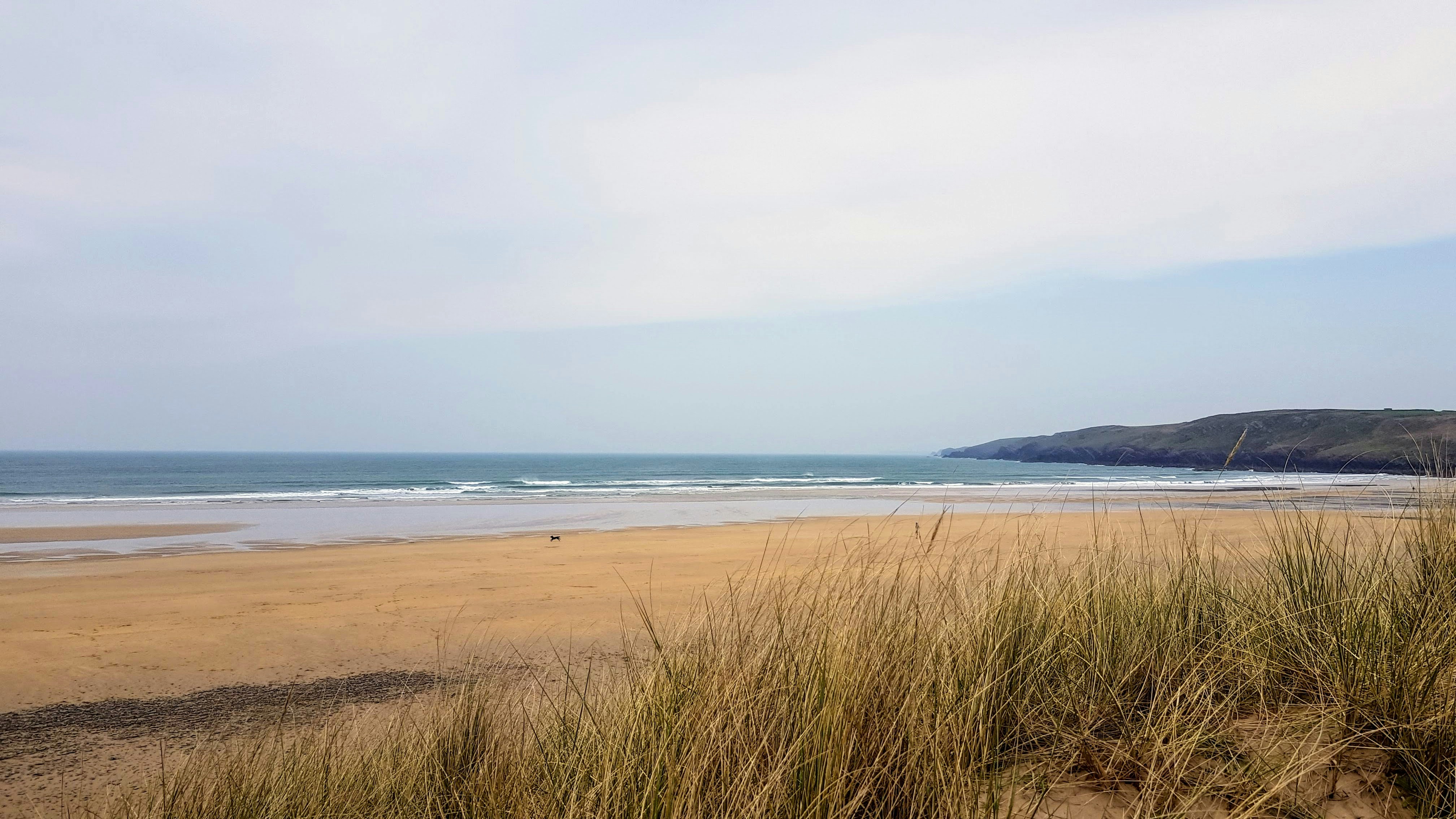 Dog on Deserted Beach in the Distance