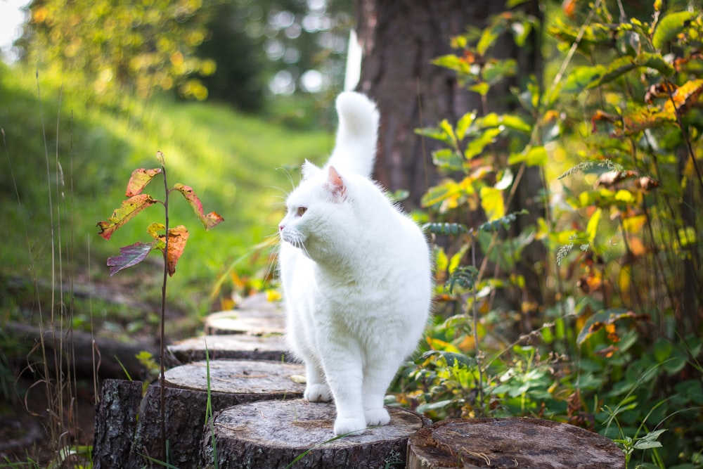white cat on brown wooden log