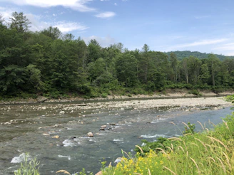 A serene landscape showing a gentle river flowing through a lush green forest, symbolizing ecosystem harmony.