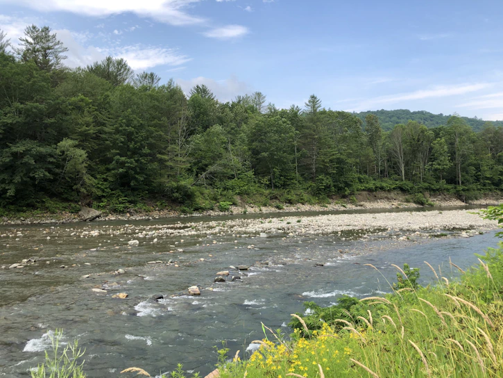 A serene landscape showing a gentle river flowing through a lush green forest, symbolizing ecosystem harmony.