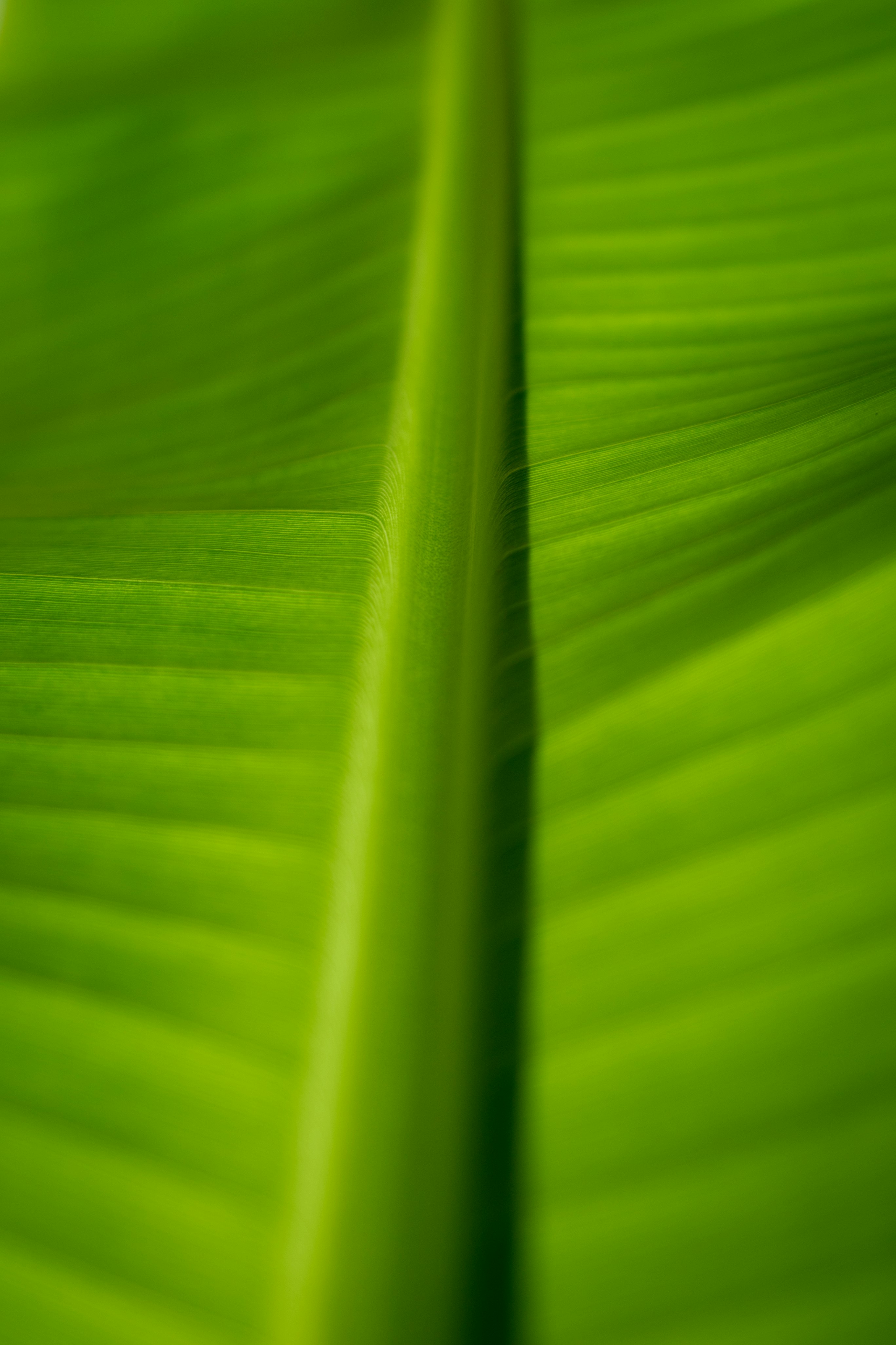 closeup shot of young banana leaf.