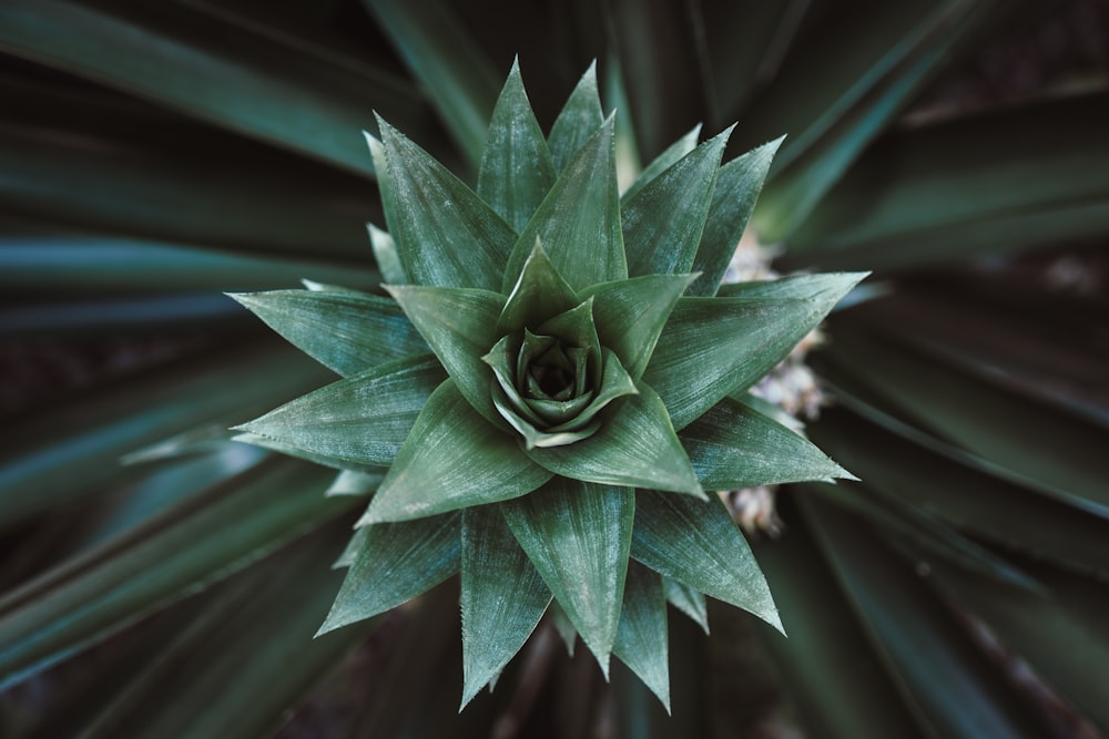 green plant in close up photography