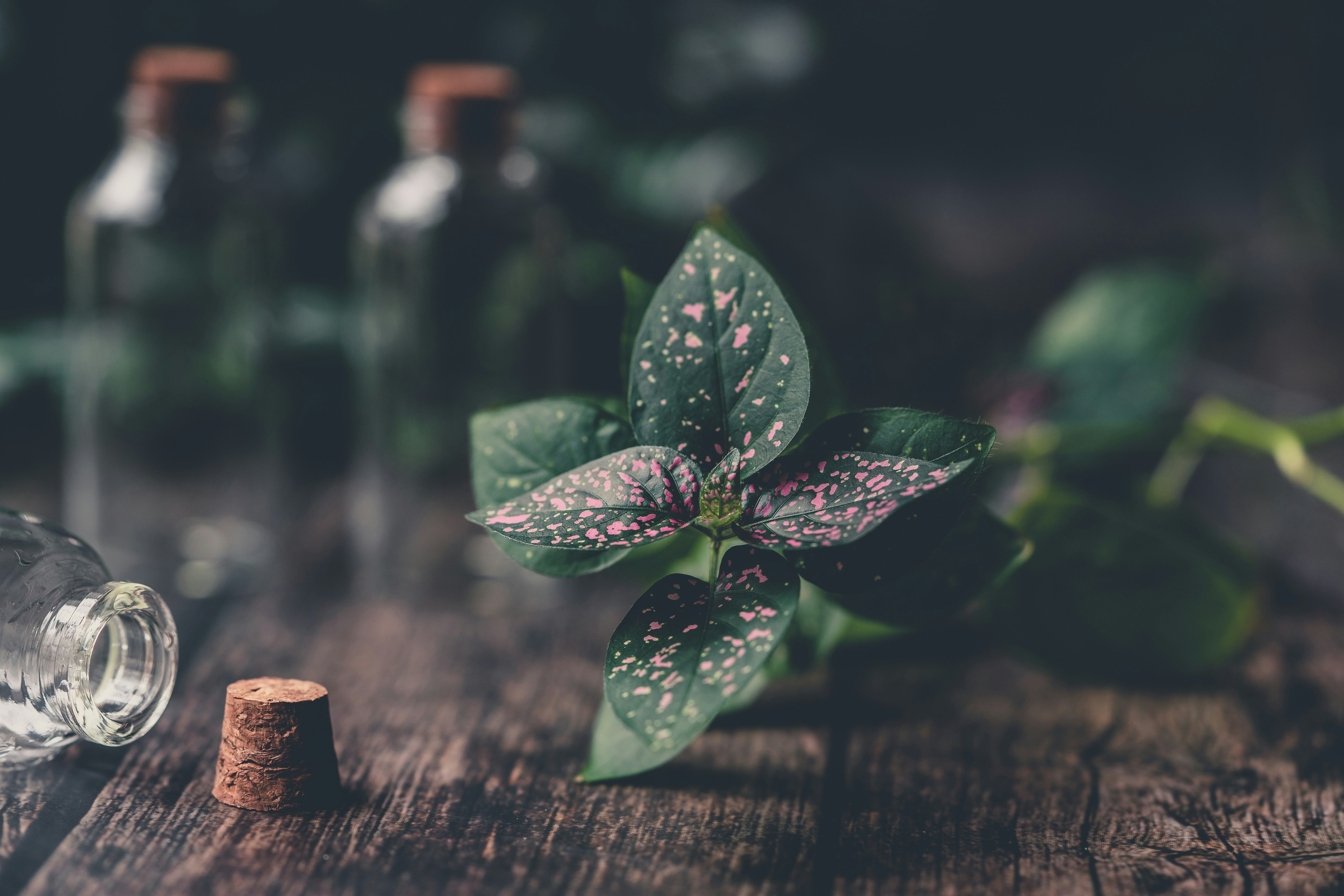 daun hijau di atas meja kayu coklat