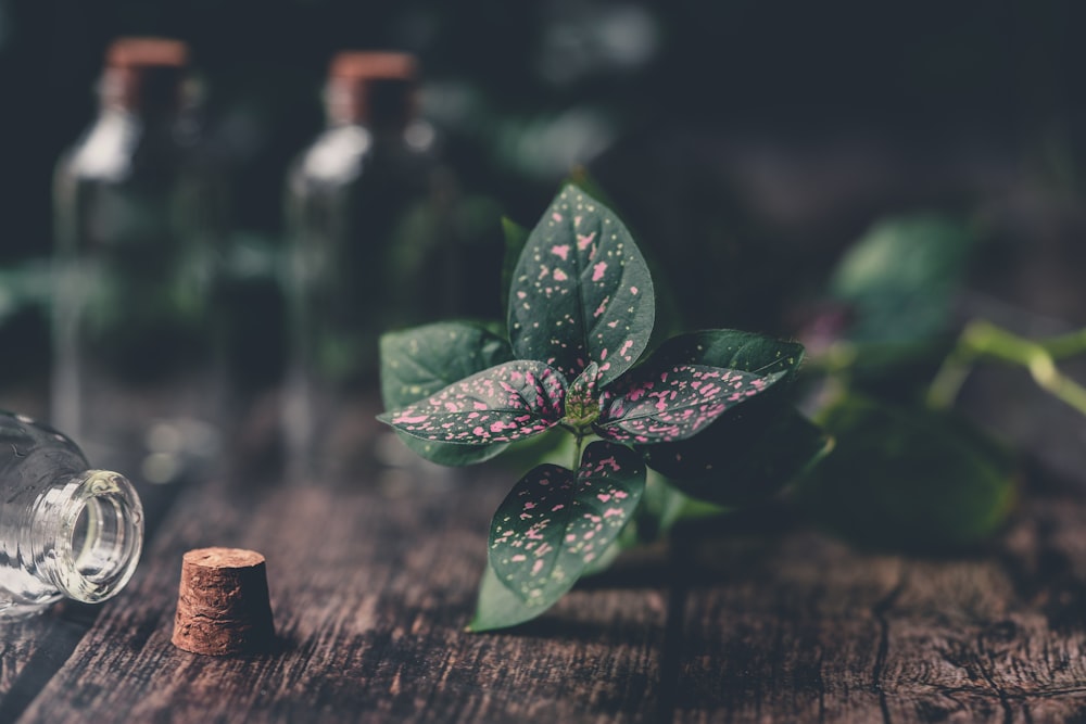 green leaves on brown wooden table