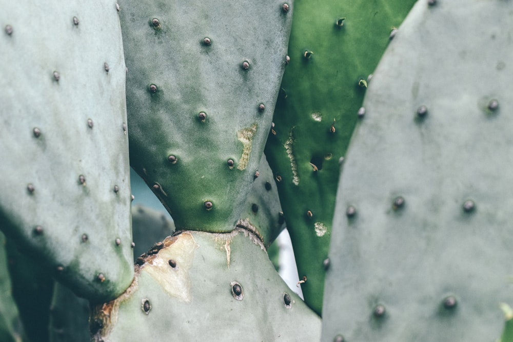 gotículas de água em cactos verdes