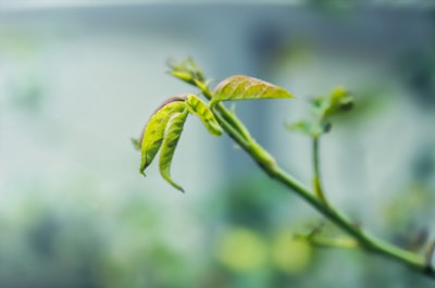 A close-up of a green plant stem with several fresh, light green leaves sprouting. The background is softly blurred, highlighting the focus on the new growth.