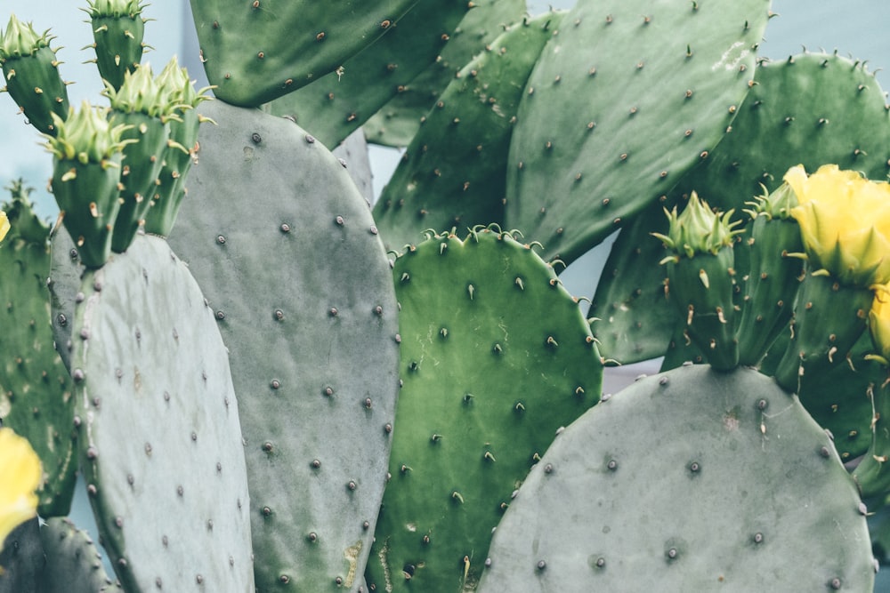 Planta de cactus verde durante el día