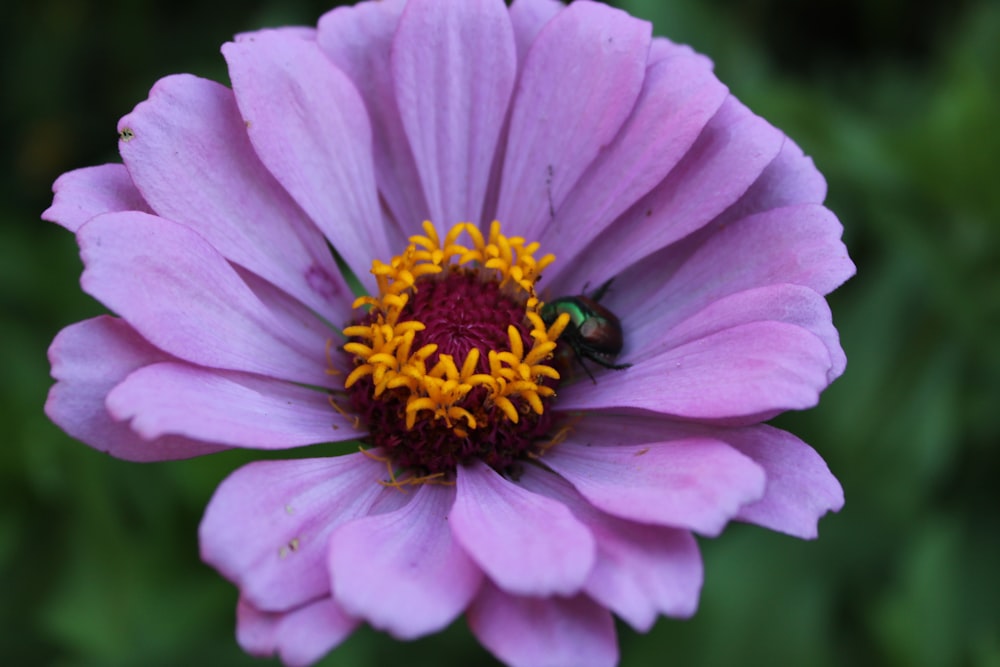 abeja negra y amarilla en flor púrpura