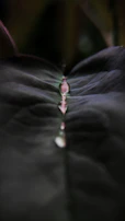 Soft focus image of slow-moving leaves with a drop of oil suspended mid-air.
