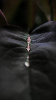 Soft focus image of slow-moving leaves with a drop of oil suspended mid-air.