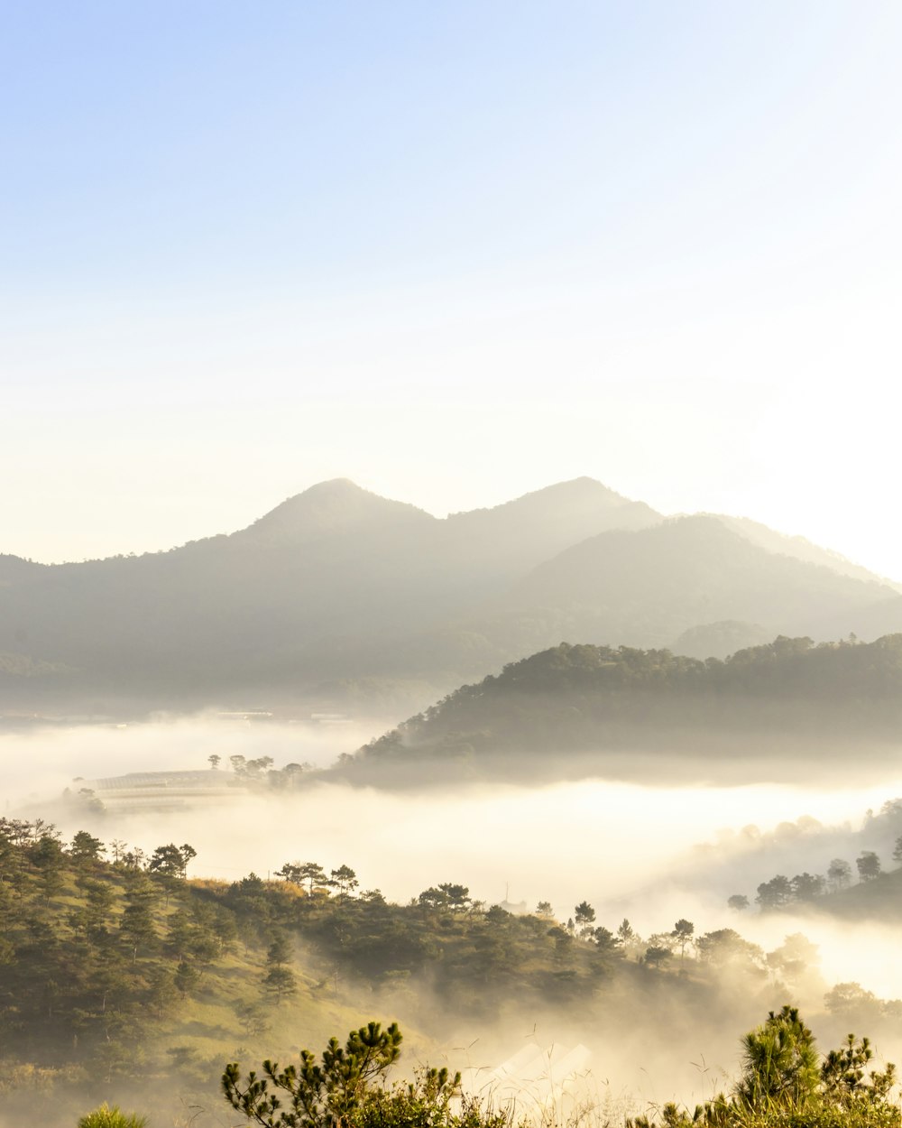 green trees on mountain during daytime