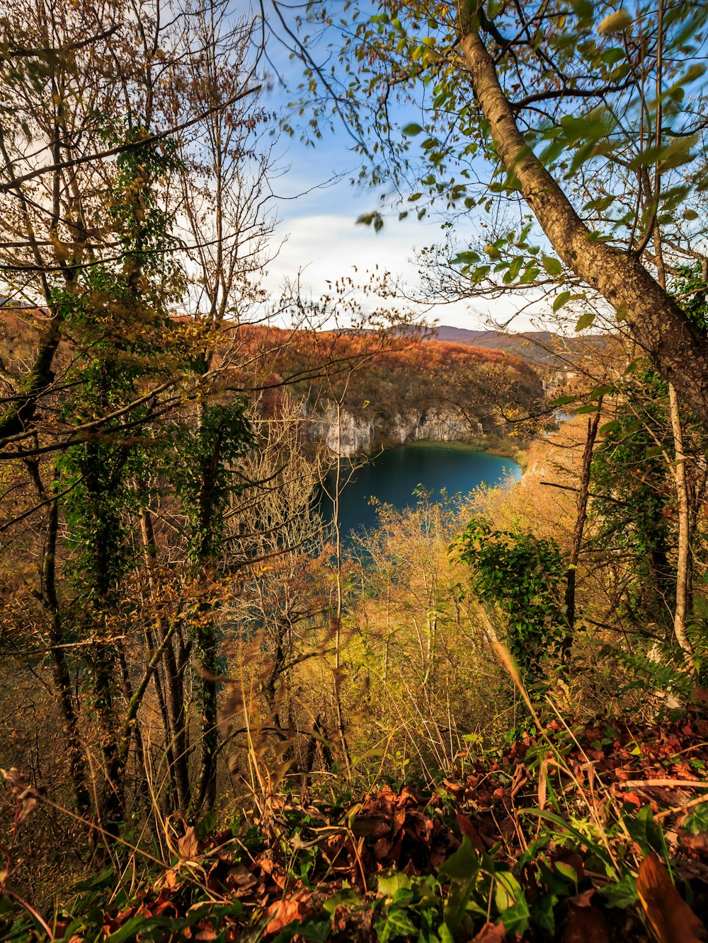 a lake surrounded by trees in the middle of a forest