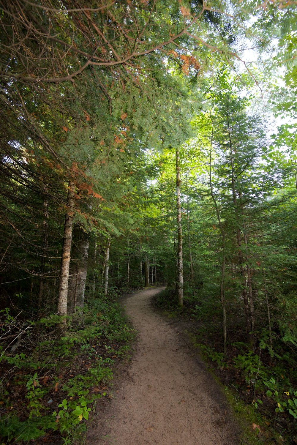 Sentiero tra gli alberi verdi durante il giorno