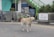 A large, light-colored dog stands on a paved street, with a background of a residential area featuring a sign that reads 'Shek O Village Sitting-out Area'. The area includes potted plants, a staircase with green trim, and various items stored in an alcove.