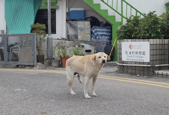A large, light-colored dog stands on a paved street, with a background of a residential area featuring a sign that reads 'Shek O Village Sitting-out Area'. The area includes potted plants, a staircase with green trim, and various items stored in an alcove.