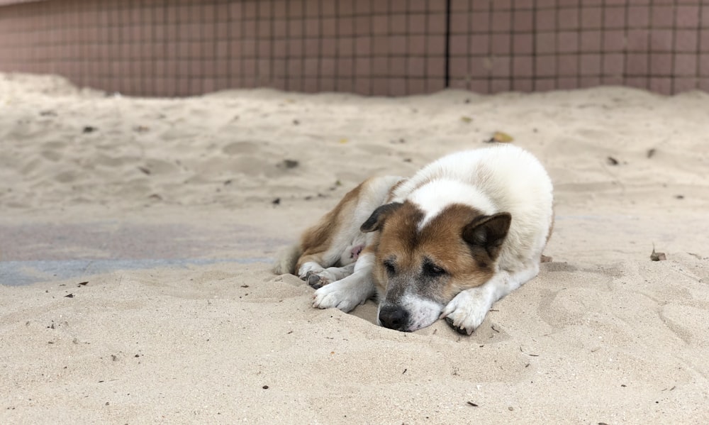 white and brown short coated dog on brown sand during daytime