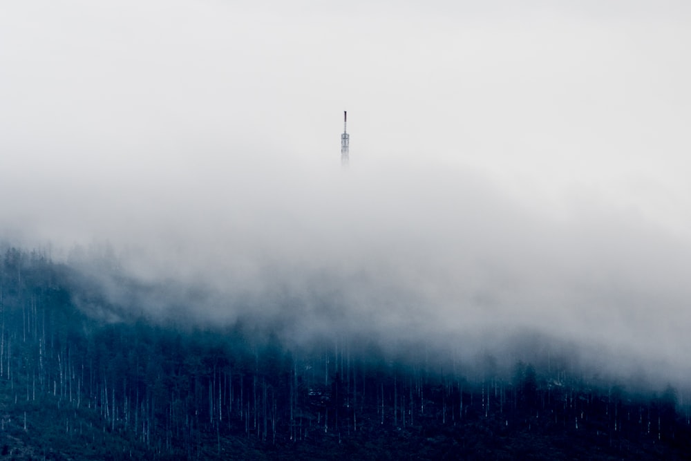 green trees covered by fog