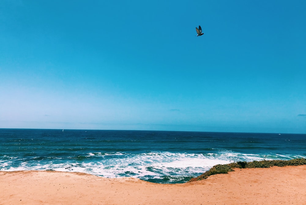 black bird flying over the sea during daytime