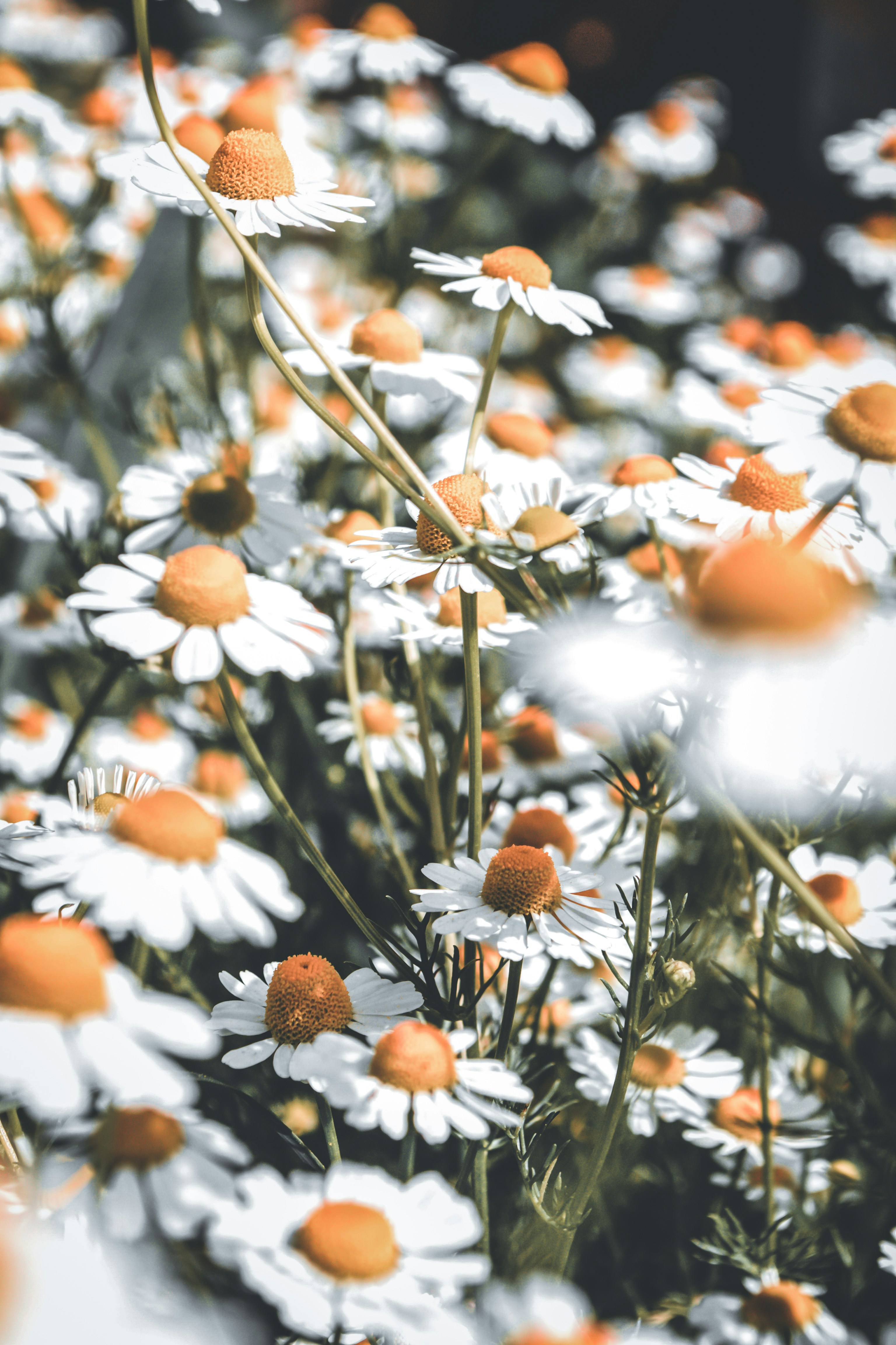 Photo by algumayly