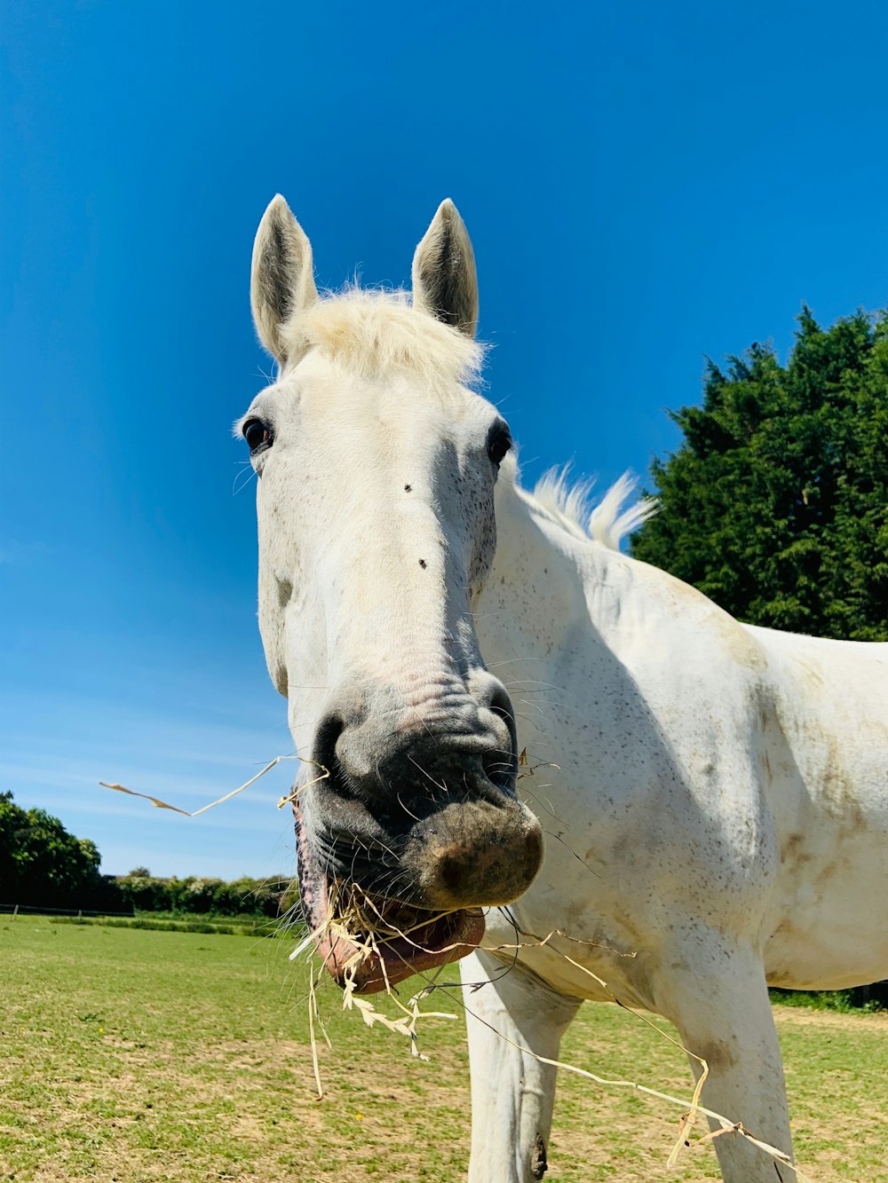 white horse on green grass field during daytime