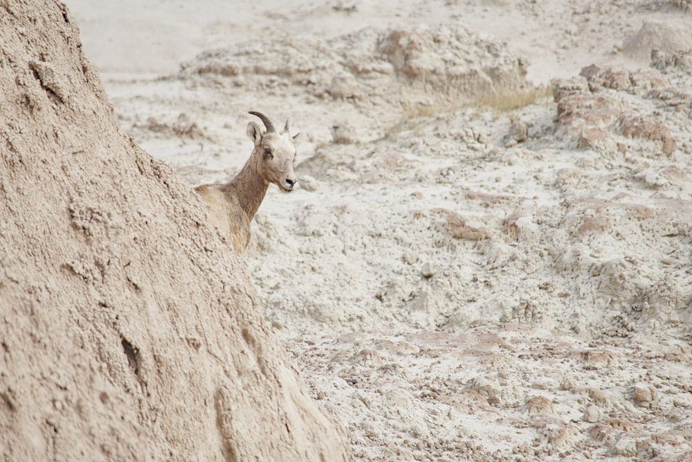 brown deer on brown rock during daytime